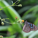 Dark Blue Tiger