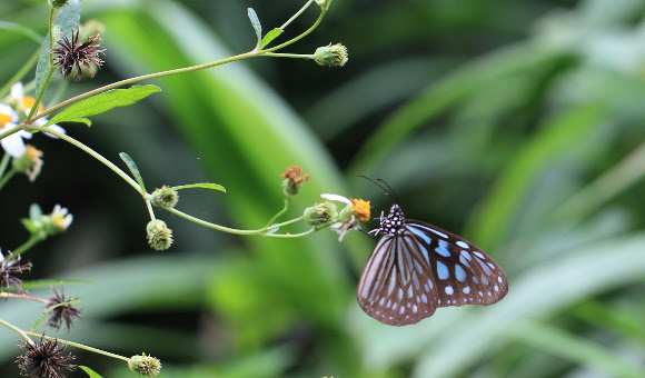 Spotting Image 1