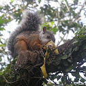 Variegated Squirrel