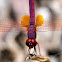 Violet Dropwing