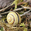 Brown Lipped Snail