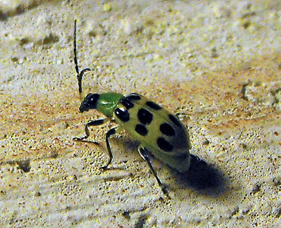 Spotting Image 1