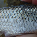 Sucker Fish