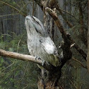 Tawny Frogmouth