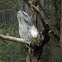 Tawny Frogmouth