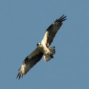 Osprey, North American