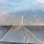 Stick Insect