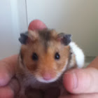 Teddy bear, hamster