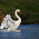 swan, male