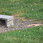 American Goldfinch