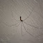 Skull spider