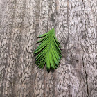 Dawn Redwood