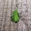 Dawn Redwood