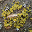 Hooded Sunburst Lichen