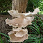 Pleurotus