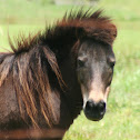 Pony