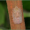 Flatid Planthopper
