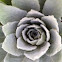 Mullein