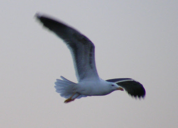 Spotting Image 1