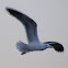 Gaivota-de-Asa-Escura