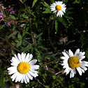 Mountain daisy