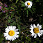 Mountain daisy