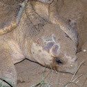 Loggerhead turtle