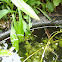 Smooth Newt