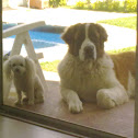 Saint Bernard