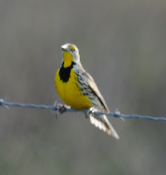 Eastern Meadowlark Project Noah