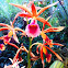 Phaius