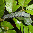 Unknown Caterpillar