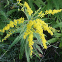 Canada Goldenrod