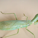 Mantis