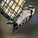 Downy Woodpecker