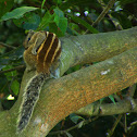 Indian Palm Squirrel