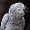 African Grey Parrot