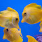 Yellow tang