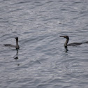 Pelagic Cormorants