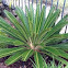 Sago palm