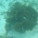 Sea Fan