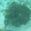 Sea Fan