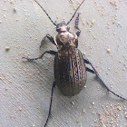 European Ground Beetle