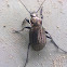 European Ground Beetle