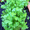Parsley