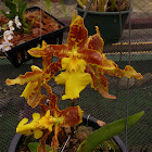 Odontoglossum orchid