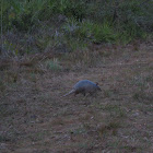 Armadillo