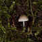 mycena