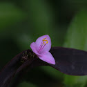 Wandering Jew
