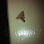Yellow-fringed Dolichomia Moth